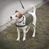 Zentauron Zentauron Hundegeschirr Drudge S-M